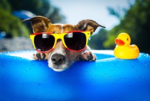 Dog-5142x3479-puppy-duck-glasses-drops-summer-resort-funny-beach-blue