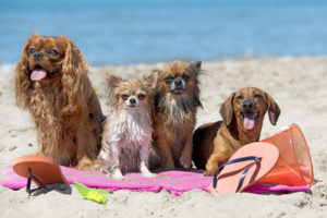 We love the beach!